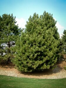 Сосна Чёрная (Pinus Nigra) купить по цене от 270.00р. в интернет-магазине «Посадика» с доставкой почтой в в Энгельсе и по всей России – [изображение №1].