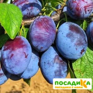 Слива Чачакская ранняя купить по цене от 229.00р. в интернет-магазине «Посадика» с доставкой почтой в в Энгельсе и по всей России – [изображение №1].