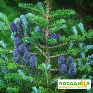 Пихта корейская (Abies koreana) купить по цене от 450.00р. в интернет-магазине «Посадика» с доставкой почтой в в Энгельсе и по всей России – [изображение №1].