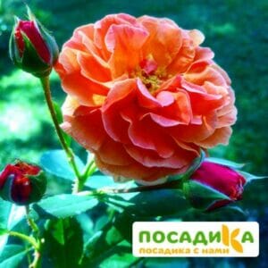 Роза Арабия купить по цене от 350.00р. в интернет-магазине «Посадика» с доставкой почтой в в Энгельсе и по всей России – [изображение №1].