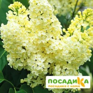 Сирень Примроуз (Primrose) купить по цене от 529.00р. в интернет-магазине «Посадика» с доставкой почтой в в Энгельсе и по всей России – [изображение №1].