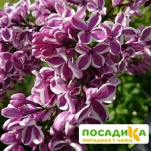 Сирень Сенсация купить по цене от 529.00р. в интернет-магазине «Посадика» с доставкой почтой в в Энгельсе и по всей России – [изображение №1].