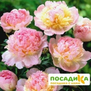 Пион Распберри Сандей (Paeonia Raspberry Sundae) купить по цене от 959р. в интернет-магазине «Посадика» с доставкой почтой в в Энгельсе и по всей России – [изображение №1].