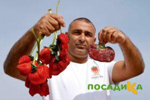 Клубника Гигант Джорнея купить по цене от 266р. в интернет-магазине «Посадика» с доставкой почтой в в Энгельсе и по всей России – [изображение №1].