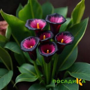 Калла Аура Лейс купить по цене от 400р. в интернет-магазине «Посадика» с доставкой почтой в в Энгельсе и по всей России – [изображение №1].