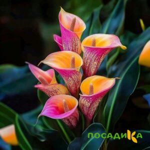 Калла Оникс купить по цене от 450р. в интернет-магазине «Посадика» с доставкой почтой в в Энгельсе и по всей России – [изображение №1].