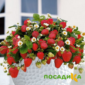 Клубника Рубиновый Шепот (горшечная) купить по цене от 240р. в интернет-магазине «Посадика» с доставкой почтой в в Энгельсе и по всей России – [изображение №1].