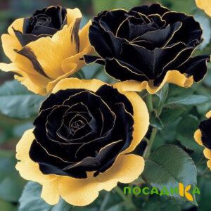 Роза Ханни Сикл купить по цене от 700р. в интернет-магазине «Посадика» с доставкой почтой в в Энгельсе и по всей России – [изображение №1].
