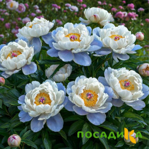 Пион акварельный Этюд купить по цене от 806р. в интернет-магазине «Посадика» с доставкой почтой в в Энгельсе и по всей России – [изображение №1].