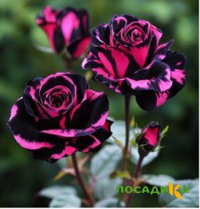 Роза Багровый Шепот купить по цене от 366р. в интернет-магазине «Посадика» с доставкой почтой в в Энгельсе и по всей России – [изображение №1].