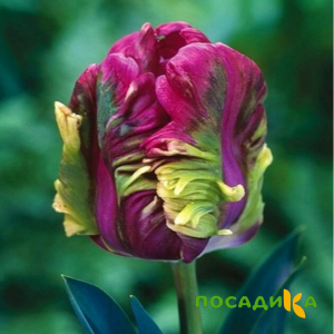 Тюльпан Экзотик Хэвен купить по цене от 186р. в интернет-магазине «Посадика» с доставкой почтой в в Энгельсе и по всей России – [изображение №1].