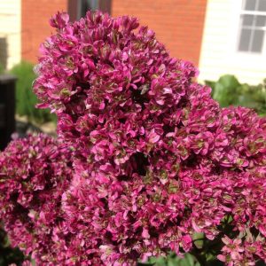 Флокс Филингс купить по цене от 329р. в интернет-магазине «Посадика» с доставкой почтой в в Энгельсе и по всей России – [изображение №1].