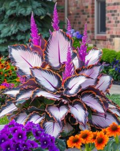 Хоста Кримэн Дрим купить по цене от 549р. в интернет-магазине «Посадика» с доставкой почтой в в Энгельсе и по всей России – [изображение №1].