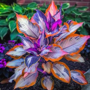 Хоста Эмеральд Тиара купить по цене от 602р. в интернет-магазине «Посадика» с доставкой почтой в в Энгельсе и по всей России – [изображение №1].