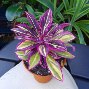 Хоста Сильвер Стик купить по цене от 650р. в интернет-магазине «Посадика» с доставкой почтой в в Энгельсе и по всей России – [изображение №1].