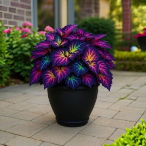 Хоста Фрости Блю купить по цене от 389р. в интернет-магазине «Посадика» с доставкой почтой в в Энгельсе и по всей России – [изображение №1].