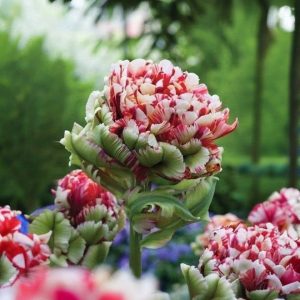 Тюльпан Дабл Флеминг Берд купить по цене от 249р. в интернет-магазине «Посадика» с доставкой почтой в в Энгельсе и по всей России – [изображение №1].