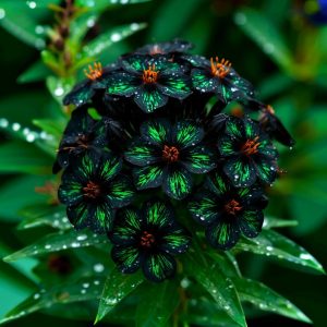 Флокс Ривьера купить по цене от 299р. в интернет-магазине «Посадика» с доставкой почтой в в Энгельсе и по всей России – [изображение №1].