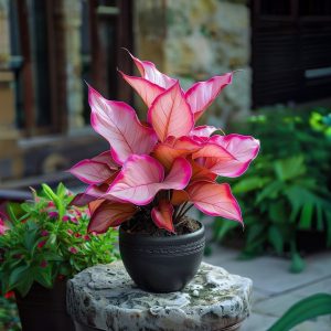 Хоста Розовая Симфония купить по цене от 800р. в интернет-магазине «Посадика» с доставкой почтой в в Энгельсе и по всей России – [изображение №1].