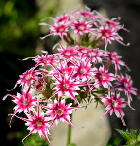 Флокс Метельчатый Путь купить по цене от 456р. в интернет-магазине «Посадика» с доставкой почтой в в Энгельсе и по всей России – [изображение №1].