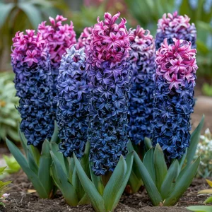 Гиацинт Блю Спринг купить по цене от 2099р. в интернет-магазине «Посадика» с доставкой почтой в в Энгельсе и по всей России – [изображение №1].