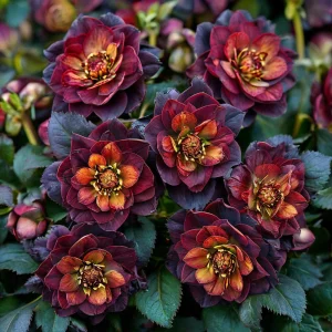 Морозник Сноу Дроп купить по цене от 348р. в интернет-магазине «Посадика» с доставкой почтой в в Энгельсе и по всей России – [изображение №1].