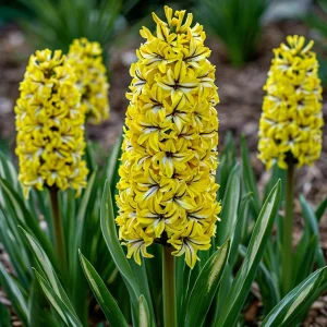 Гиацинт Сансет Голд купить по цене от 2099р. в интернет-магазине «Посадика» с доставкой почтой в в Энгельсе и по всей России – [изображение №1].