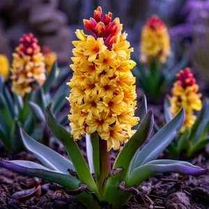 Гиацинт Миднайт Мистери купить по цене от 2099р. в интернет-магазине «Посадика» с доставкой почтой в в Энгельсе и по всей России – [изображение №1].