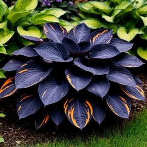 Хоста Умбра купить по цене от 349р. в интернет-магазине «Посадика» с доставкой почтой в в Энгельсе и по всей России – [изображение №1].