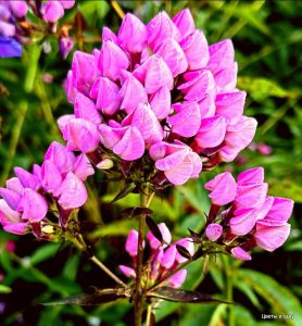 Флокс Бутоник купить по цене от 461р. в интернет-магазине «Посадика» с доставкой почтой в в Энгельсе и по всей России – [изображение №1].