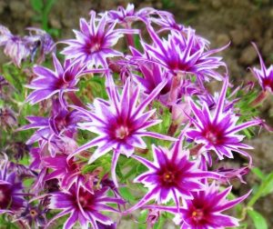 Флокс Звездное Кружево купить по цене от 361р. в интернет-магазине «Посадика» с доставкой почтой в в Энгельсе и по всей России – [изображение №1].