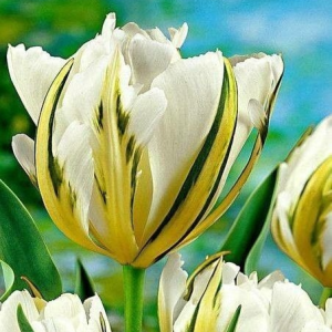 Тюльпан Экзотик Пуруссима купить по цене от 305р. в интернет-магазине «Посадика» с доставкой почтой в в Энгельсе и по всей России – [изображение №1].