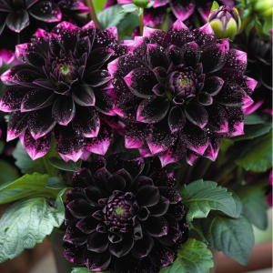 Георгин Лаванда Лейс купить по цене от 679р. в интернет-магазине «Посадика» с доставкой почтой в в Энгельсе и по всей России – [изображение №1].