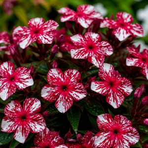 Флокс Ливер Гриммер купить по цене от 590р. в интернет-магазине «Посадика» с доставкой почтой в в Энгельсе и по всей России – [изображение №1].