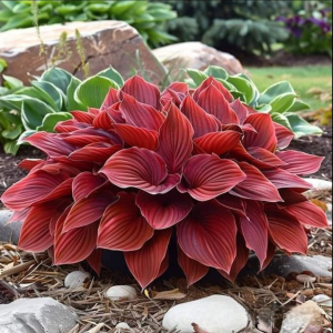 Хоста Рэд Эйнджл купить по цене от 549р. в интернет-магазине «Посадика» с доставкой почтой в в Энгельсе и по всей России – [изображение №1].