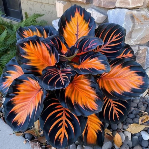 Хоста Сикрет Форест купить по цене от 601р. в интернет-магазине «Посадика» с доставкой почтой в в Энгельсе и по всей России – [изображение №1].